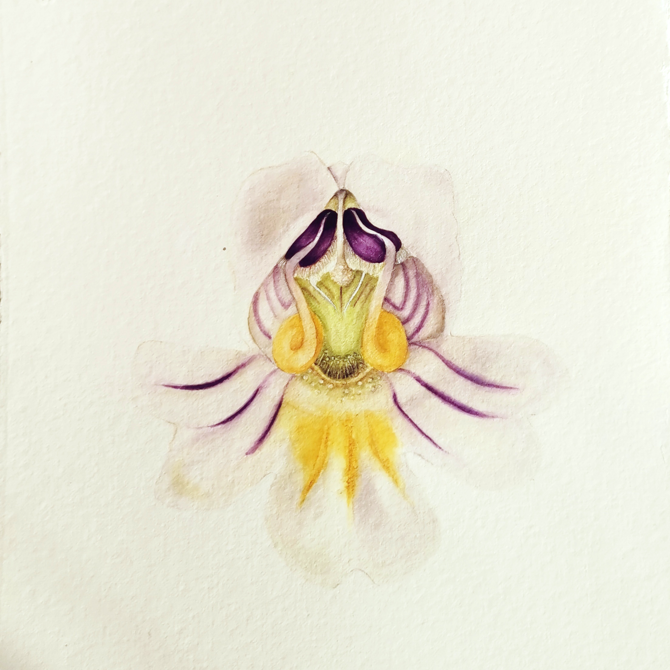 Euphrasia - Augentrost